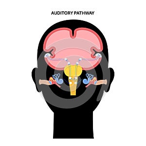 Auditory pathway diagram