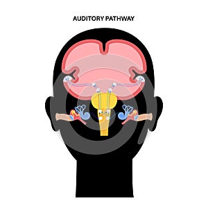 Auditory pathway diagram photo