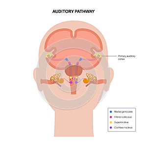 Auditory pathway diagram photo
