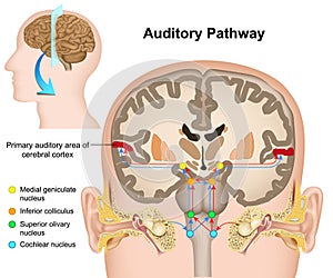 The auditory pathway medical  illustration on white background photo