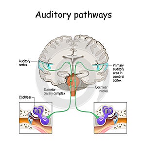Auditory pathways from cochlea in ear to cortex in brain photo