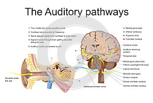 The auditory pathways. photo