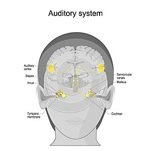 Auditory system. sensory system. human ear anatomy