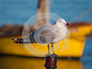 Audoin`s gull Larus audouinii on harbor with out of focus background