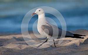 Audouin's gull