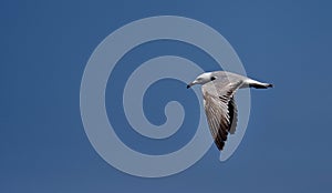 The Audouin`s gull in flight.