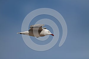Audouin's gull