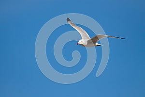 Audouin's gull