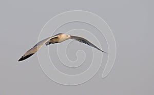 Audouin`s Gull, Greece