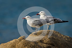 Audouin& x27;s Gull - Ichthyaetus audouinii