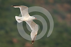 Audouin& x27;s Gull - Ichthyaetus audouinii