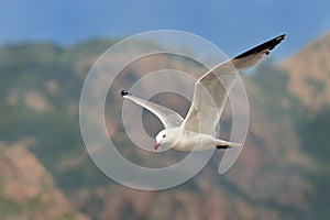 Audouin`s Gull - Ichthyaetus audouinii captured in the flight with mountains in the background