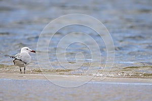 Audouin`s gull Iichthyaetus audouinii with a fishing hook hooked in the mouth in the Natural Park of the Marshes of AmpurdÃ¡n,