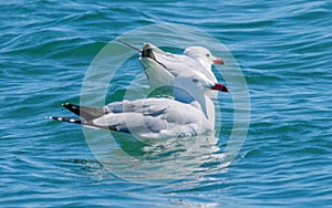 Audouin`s Gull Larus Audouinii Gaviota de Audouin