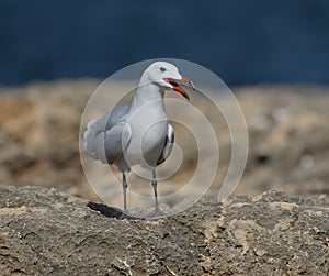 Audouin's Gull