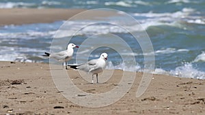 AudouiniiGull, Ichthyaetus audouinii, on Migjorn beach of the Ebro delta and background of breaking waves