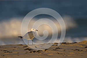 Audouins Meeuw, Audouin's Gull, Ichthyaetus audouinii