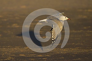 Audouins Meeuw, Audouin's Gull, Ichthyaetus audouinii