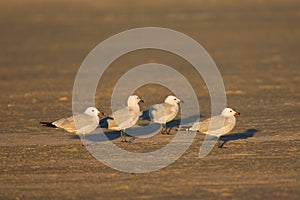 Audouins Meeuw, Audouin's Gull, Ichthyaetus audouinii