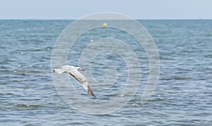 Audouinâ€™s Gull, Larus audouinii