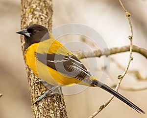 Audubon`s Oriole poses on tree limb