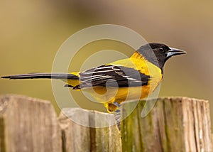 Audubon`s Oriole posing on fence post