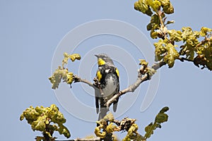 Audubon\'s Yellow-rumped Warbler in a tree with blue sky