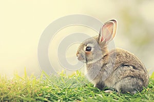 Audubons Cottontail, a small rabbit, sits in the grass and gazes at the camera