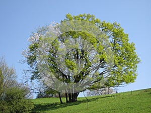 Auf dem SchÃÂ¶nberg