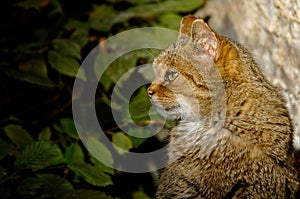 Aufmerksame Katze - attentive cat photo