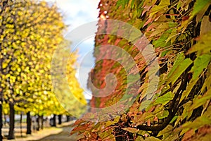 Augarten park in Vienna, autumn season