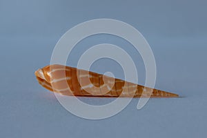 Auger Shell. Dimidiate Auger