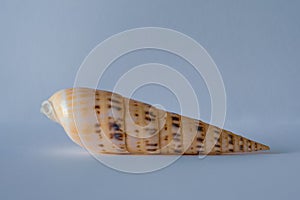 Auger Shell. Pacific Auger. Marlinspike. Terebra Maculata Linne