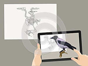 Augmented reality. AR. The bird`s skeleton is complemented by a real image on the tablet screen. Vector illustration. photo