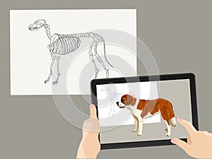 Augmented reality. AR. The skeleton of the dog is complemented by a real image on the tablet screen. Hands hold a gadget. Vector photo