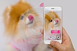 Augmented Reality of Pet Microchip App on Smartphone Screen Concept