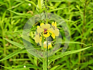 Augochlora Pura Sweat Bee on Twiggy Mullein Wildflower Closeup Macro