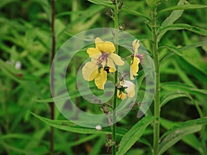 Augochlora Pura Sweat Bee on Twiggy Mullein Wildflower Closeup Macro