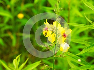 Augochlora Pura Sweat Bee on Twiggy Mullein Wildflower Closeup Macro