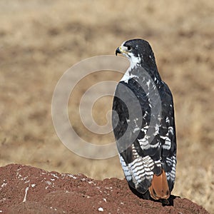 Augur buzzard