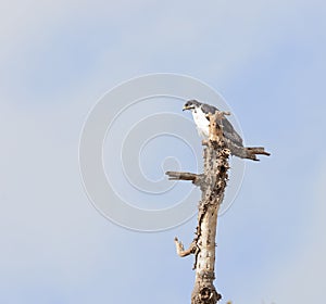 Augur Buzzard photo