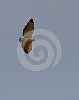 An Augur Buzzard on flight