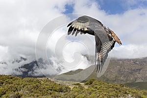 Augur buzzard in flight in Ethiopian highlands