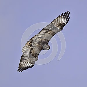 Augur Buzzard Flying