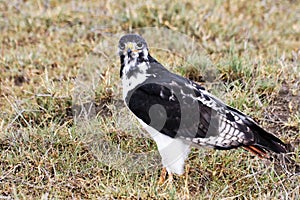 Augur Buzzard in Ngorongoro