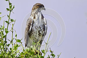 Augur Buzzard Perched