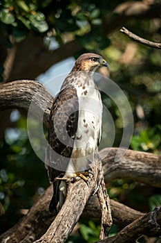 Augur buzzard perches on branch with catchlight