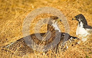 Augur Buzzards clashing