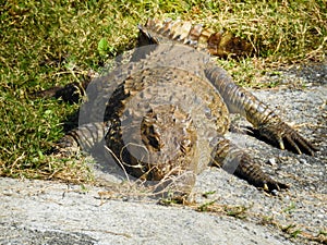 August 18th 2018, dehradun City Uttarakhand India. Alligators in captivity at Dehradun Malsi Zoo