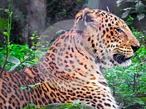 August 18th 2018, dehradun City Uttarakhand India. Leopard or Guldar in captivity at Dehradun Malsi Zoo